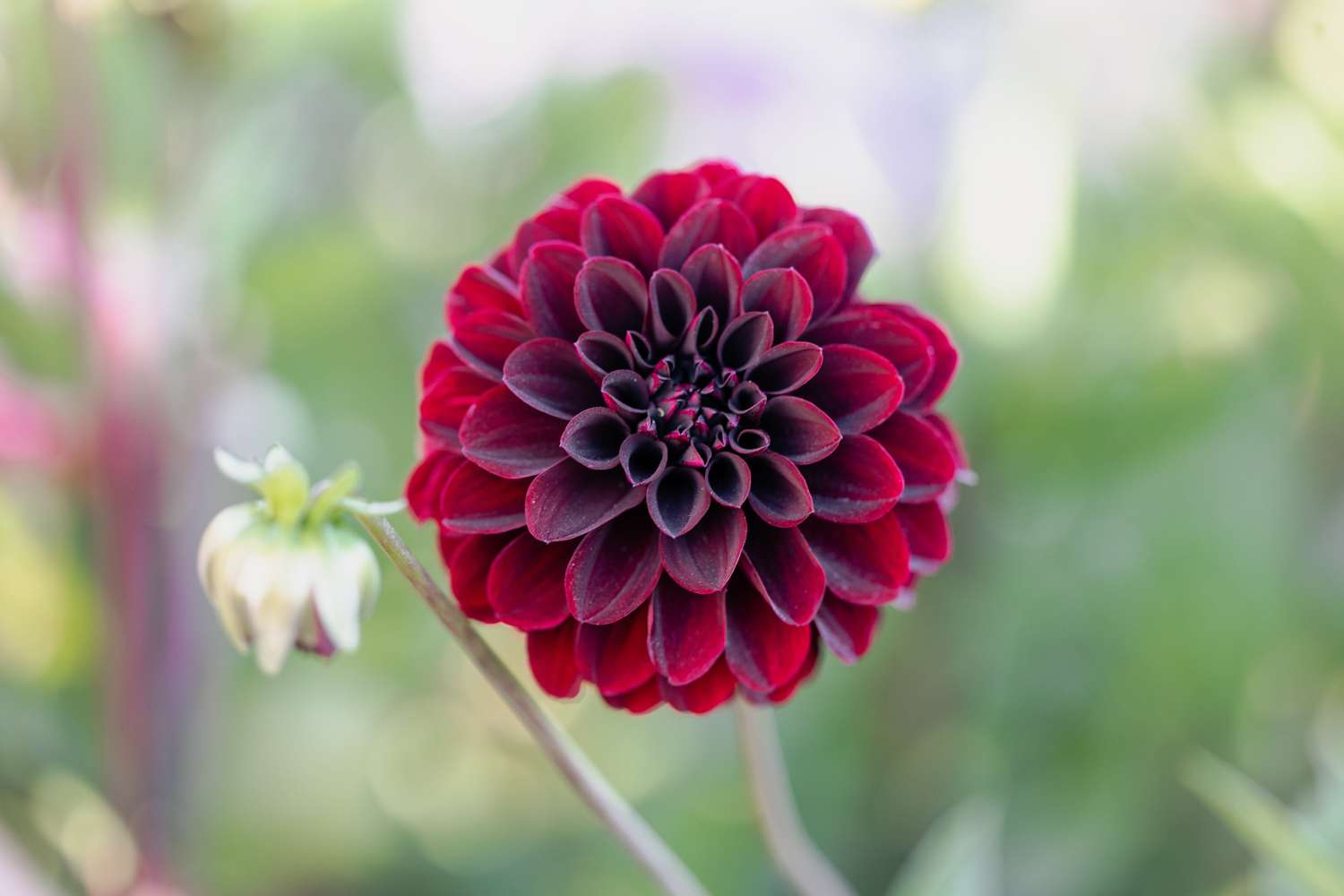 Daalia 'La Recoleta'